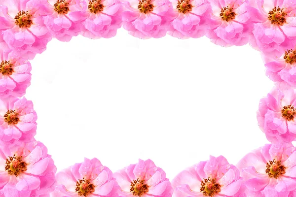 Όμορφη ταπετσαρία ροζ ροδοπέταλα που απομονώνονται σε λευκό — 图库照片