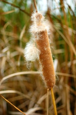 Tay papirüs (typha iğde çiçeği)