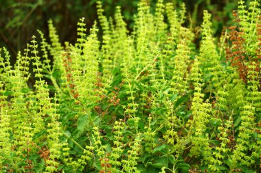 fesleğen çiçekler.