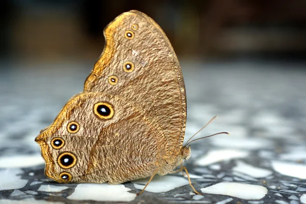 Бабочка на мраморном полу . — стоковое фото