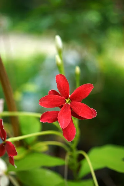 Red flower of Rangoon creeper on tree. — Stock Photo, Image