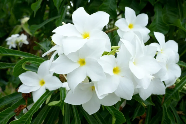 Tak van tropische witte bloemen frangipani (plumeria) op donkere g — Stockfoto