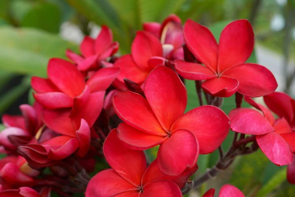 Branch of tropical red flowers frangipani (plumeria) on dark gre — Stock Photo, Image
