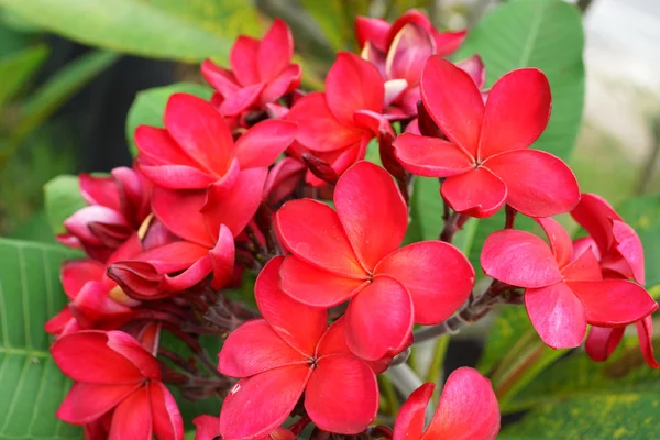 Ветвь тропических красных цветов frangipani (plumeria) на темном гре — стоковое фото