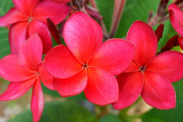 Rama de flores rojas tropicales frangipani (plumeria) en gre oscuro —  Fotos de Stock