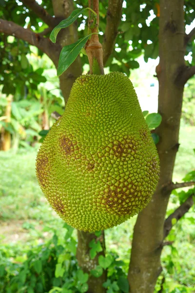 Grote nangka op boom. — Stockfoto