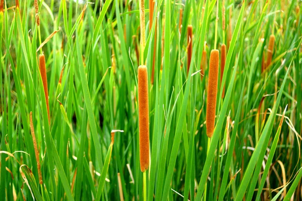 Fiore di papiro tailandese (Typha angustifolia ) — Foto Stock