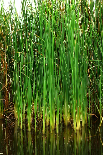 Thai papyrus (Typha angustifolia) — Stockfoto