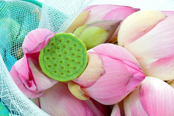Flower arrangements with lotus on isolate white background. — Stock Photo, Image