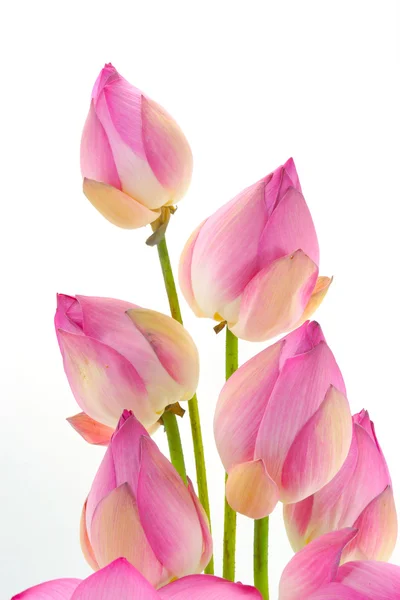 Disposizioni floreali con loto su sfondo bianco isolato . — Foto Stock