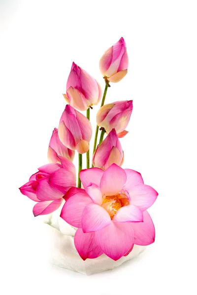 Blumenarrangements mit Lotus auf isoliertem weißem Hintergrund. — Stockfoto