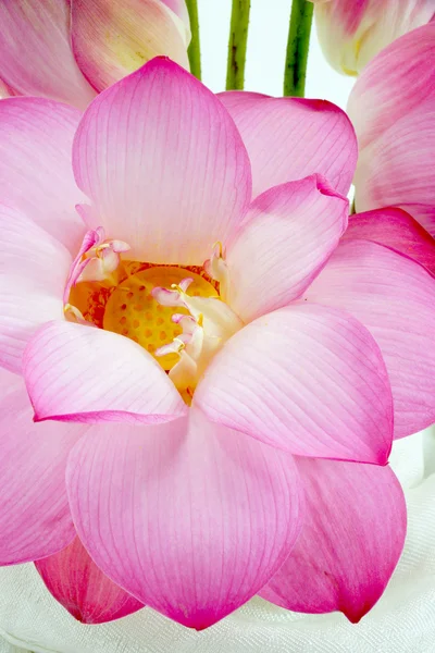 Flower arrangements with lotus on isolate white background. — Stock Photo, Image