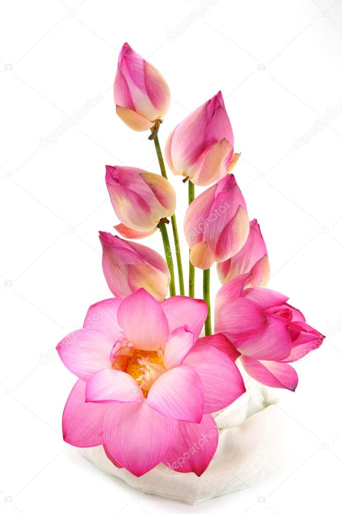 Flower arrangements with lotus on isolate white background.