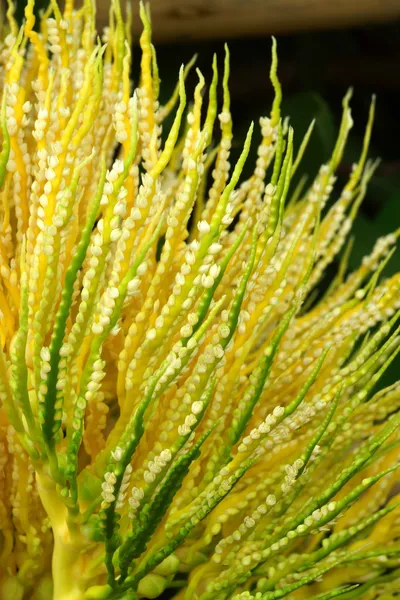 Manila palm flower. (Veitchia merrillii (Becc.) H.E. Moore.) — Stock Photo, Image