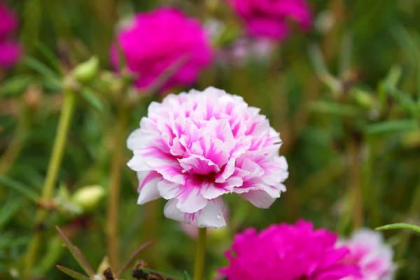 Portulaca flowers at the garden in morning — Stock Photo, Image