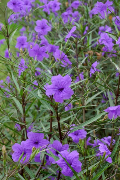 Wild petunias. (Ruellia squarrosa (Fenzi) Cufod.) — Stock Photo, Image