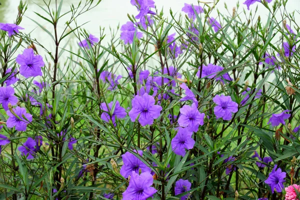 Wild petunias. (Ruellia squarrosa (Fenzi) Cufod.) — Stock Photo, Image