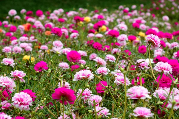 Flores de Portulaca no jardim de manhã — Fotografia de Stock