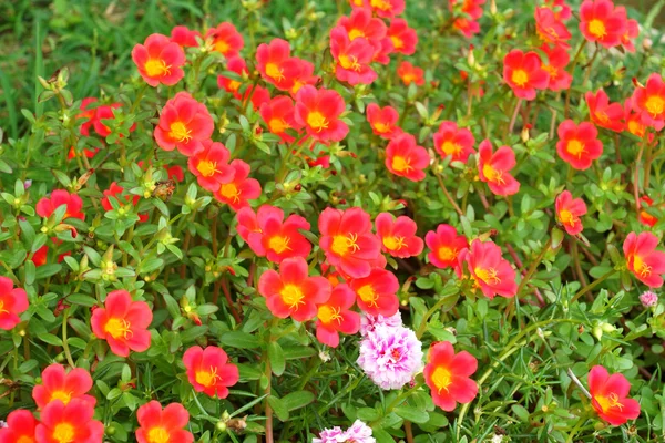 Portulaca flowers at the garden in morning — Stock Photo, Image