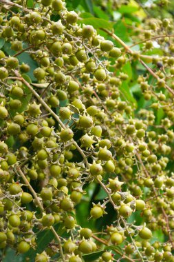 Kraliçe'nin krep myrtle tohumları. (lagerstroemia speciosa (l.) pers