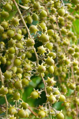 Kraliçe'nin krep myrtle tohumları. (lagerstroemia speciosa (l.) pers