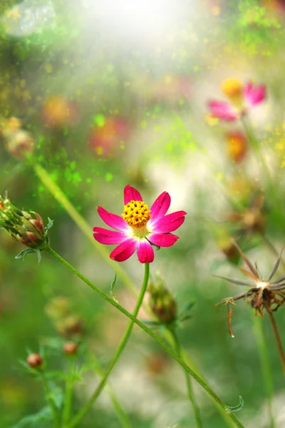 Lindas flores de mini cosmos no jardim . — Fotografia de Stock