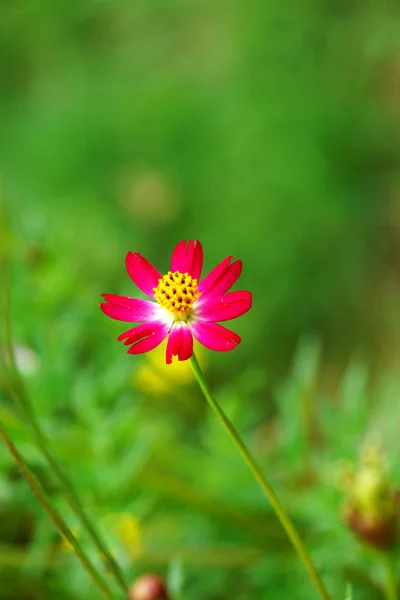 Bellissimi mini cosmo fiori in giardino . — Foto Stock