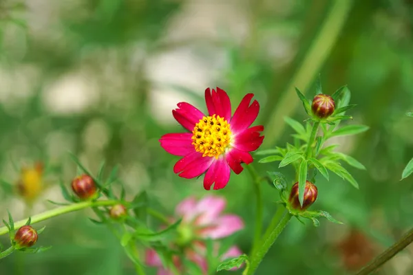 Lindas flores de mini cosmos no jardim . — Fotografia de Stock