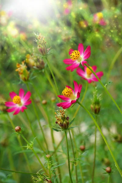 Bellissimi mini cosmo fiori in giardino . — Foto Stock