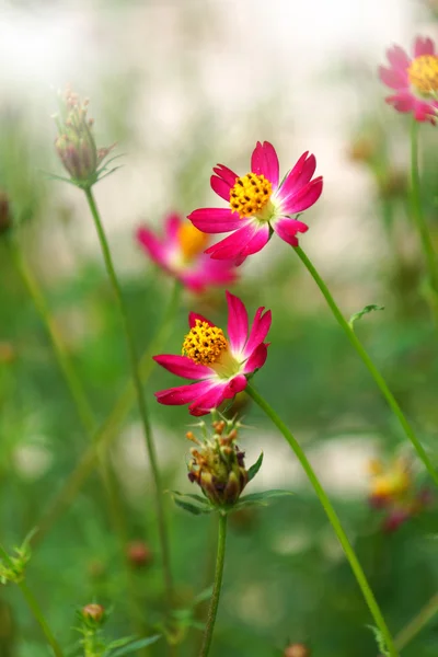 Hermosas flores mini cosmos en el jardín . —  Fotos de Stock
