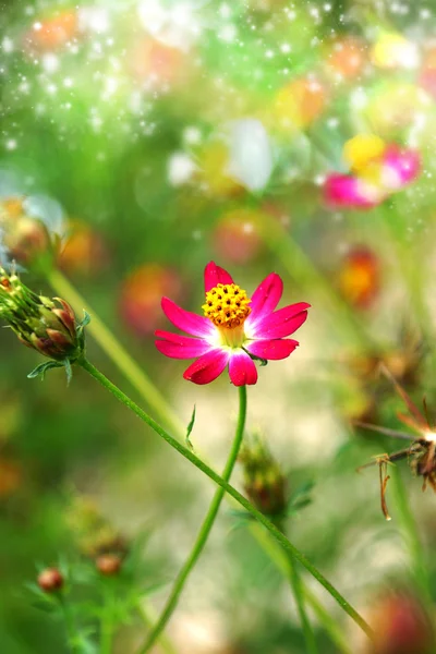 Hermosas flores mini cosmos en el jardín . —  Fotos de Stock