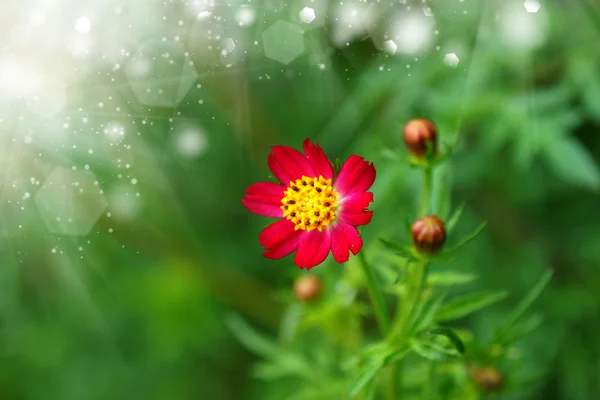 Lindas flores de mini cosmos no jardim . — Fotografia de Stock