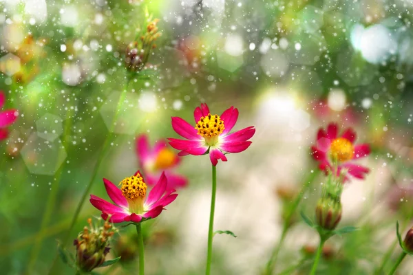 Lindas flores de mini cosmos no jardim . — Fotografia de Stock