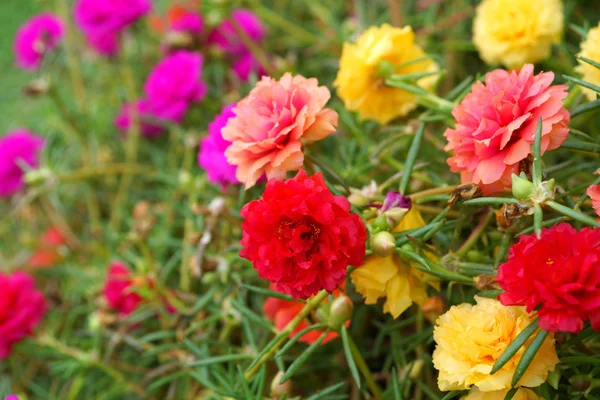 Portulaca florece en el jardín por la mañana —  Fotos de Stock