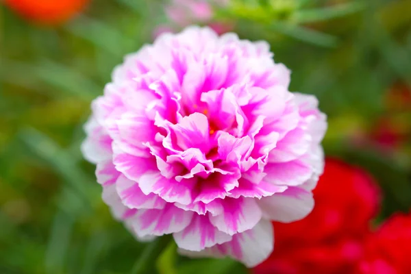Portulaca fiori in giardino al mattino — Foto Stock