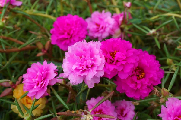 Portulaca flowers at the garden in morning — Stock Photo, Image