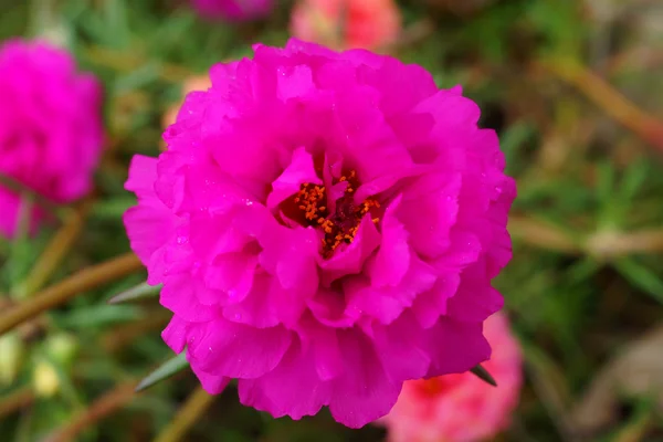 Flores de Portulaca no jardim de manhã — Fotografia de Stock