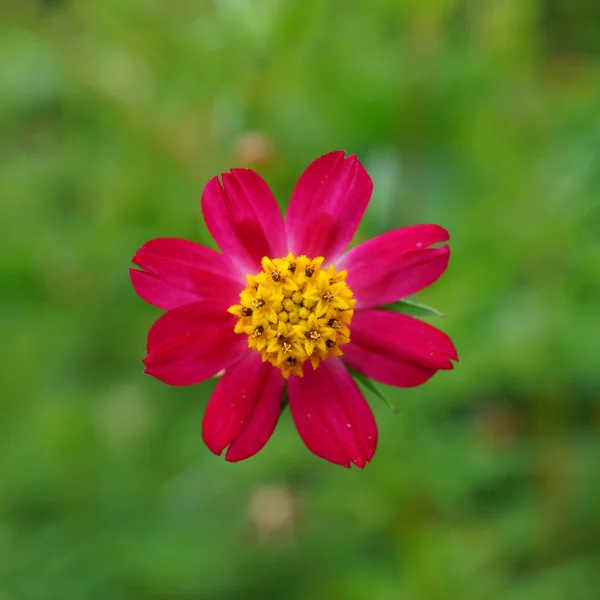 Belles fleurs de mini cosmos dans le jardin . — Photo