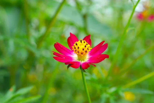 Belles fleurs de mini cosmos dans le jardin . — Photo