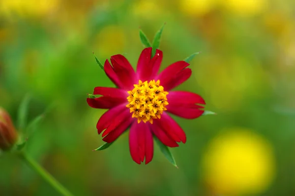 Güzel mini kozmos çiçekleri Bahçe. — Stok fotoğraf