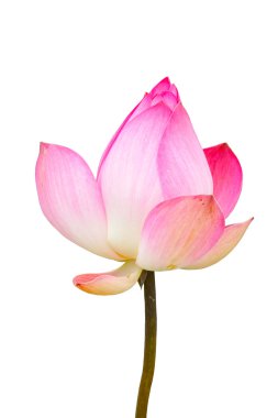güzel beyaz ve pembe lotus (nelumbo nucifera)