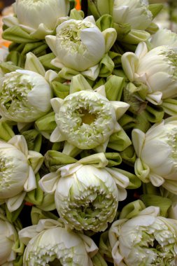 lotus çiçek düzenlemeleri