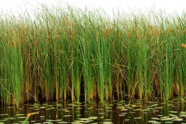 Tay papirüs (typha iğde)