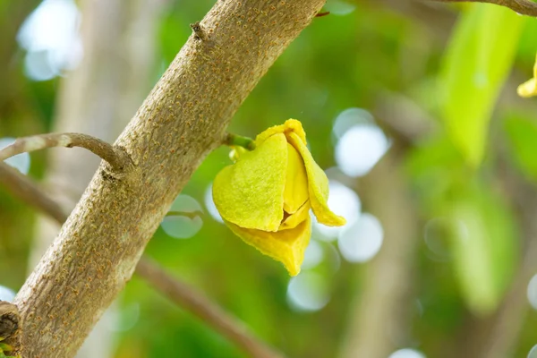Flor de guanábana o manzana espinosa o belanda duriana o —  Fotos de Stock