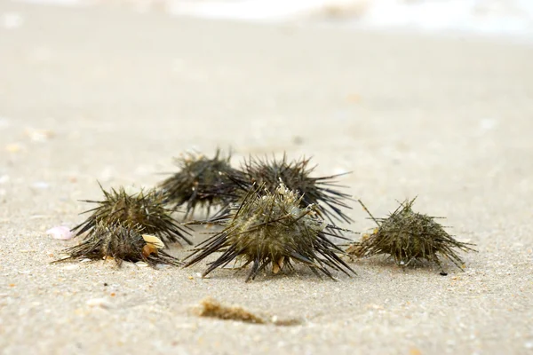 Erizo de mar (Arbacia lixula) en la playa . —  Fotos de Stock