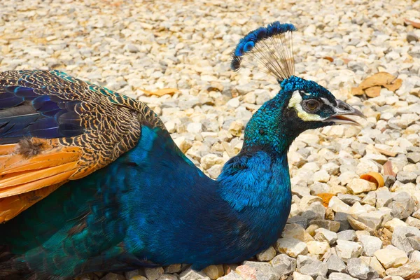 Indischer männlicher Pfau blau. — Stockfoto