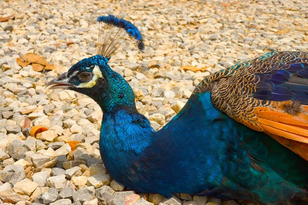 Indischer männlicher Pfau blau. — Stockfoto