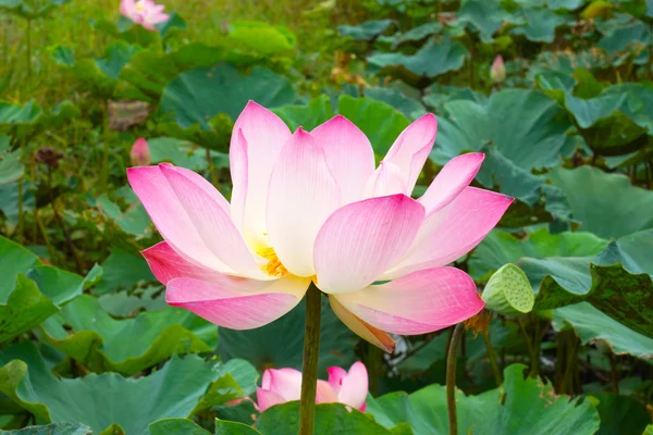 Beautiful white and pink lotus (Nelumbo nucifera) — Stock Photo, Image