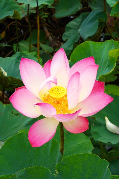 Hermoso loto blanco y rosa (Nelumbo nucifera ) — Foto de Stock