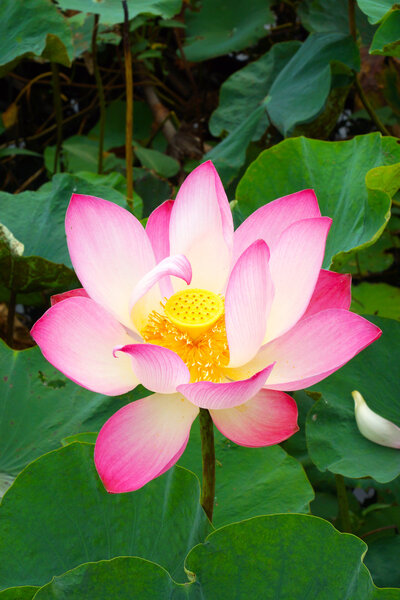 Beautiful white and pink lotus (Nelumbo nucifera)